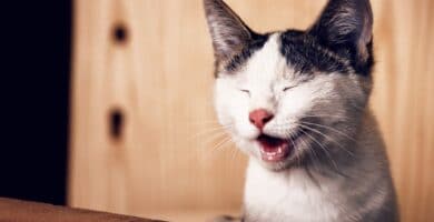 Como crear tus propios memes trucos y herramientas 1